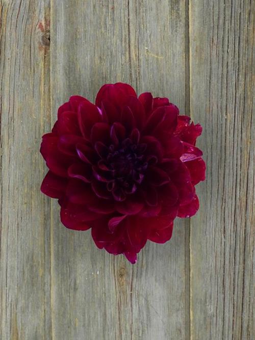 BURGUNDY DAHLIA